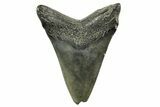Fossil Megalodon Tooth - South Carolina #365782-1